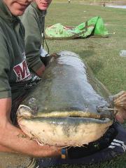 guided catfish tours